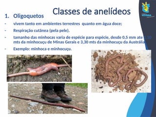 Classes de anelídeos
1. Oligoquetos
- vivem tanto em ambientes terrestres quanto em água doce;
- Respiração cutânea (pela pele).
- tamanho das minhocas varia de espécie para espécie, desde 0,5 mm ate 2,10
mts da minhocuçu de Minas Gerais e 3,30 mts da minhocuçu da Austrália.
- Exemplo: minhoca e minhocuçu.
 