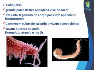 2. Poliquetas
grande parte destes anelídeos vive no mar;
em cada segmento do corpo possuem apêndices
locomotores;
Constroem tubos de calcário e vivem dentro deles;
cavam buracos na areia.
Exemplos: sérpula e neréis.
 
