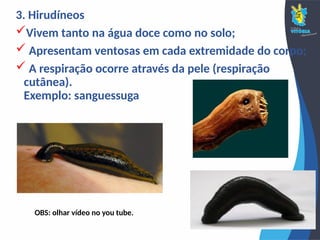 3. Hirudíneos
Vivem tanto na água doce como no solo;
 Apresentam ventosas em cada extremidade do corpo;
 A respiração ocorre através da pele (respiração
cutânea).
Exemplo: sanguessuga
OBS: olhar vídeo no you tube.
 