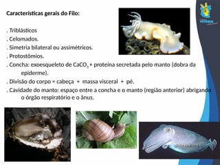 Características gerais do Filo:
. Triblásticos
. Celomados.
. Simetria bilateral ou assimétricos.
. Protostômios.
. Concha: exoesqueleto de CaCO3 + proteína secretada pelo manto (dobra da
epiderme).
. Divisão do corpo = cabeça + massa visceral + pé.
. Cavidade do manto: espaço entre a concha e o manto (região anterior) abrigando
o órgão respiratório e o ânus.
 