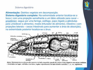 Sistema digestório
Alimentação: Detritos vegetais em decomposição.
Sistema digestório completo: Na extremidade anterior localiza-se a
boca ( com uma projeção semelhante a um lábio utilizado para cavar –
prostômio), segue por uma faringe, esôfago, papo (ligado a glândulas
para umedecer o alimento), moela (triturador de alimento), intestino ( com
projeções laterais – cecos intestinais para aumentar a área de absorção),
na extremidade posterior localiza-se o ânus.
 