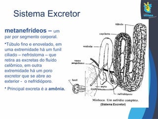 Sistema Excretor
metanefrídeos – um
par por segmento corporal.
•Túbulo fino e enovelado, em
uma extremidade há um funil
ciliado – nefróstoma – que
retira as excretas do fluído
celômico, em outra
extremidade há um poro
excretor que se abre ao
exterior - o nefridióporo.
• Principal excreta é a amônia.
 