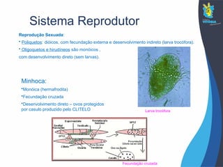 Sistema Reprodutor
Reprodução Sexuada:
• Poliquetos: dióicos, com fecundação externa e desenvolvimento indireto (larva trocófora).
• Oligoquetos e hirudíneos são monóicos ,
com desenvolvimento direto (sem larvas).
Minhoca:
•Monóica (hermafrodita)
•Fecundação cruzada
•Desenvolvimento direto – ovos protegidos
por casulo produzido pelo CLITELO Larva trocófora
Fecundação cruzada
 
