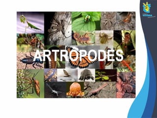 ARTRÓPODES
 