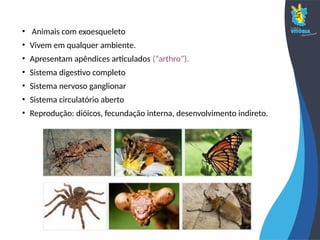 • Animais com exoesqueleto
• Vivem em qualquer ambiente.
• Apresentam apêndices articulados (“arthro”).
• Sistema digestivo completo
• Sistema nervoso ganglionar
• Sistema circulatório aberto
• Reprodução: dióicos, fecundação interna, desenvolvimento indireto.
 