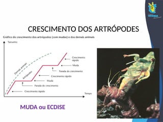 MUDA ou ECDISE
CRESCIMENTO DOS ARTRÓPODES
 