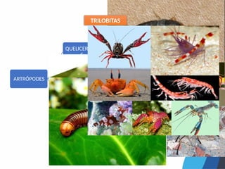 ARTRÓPODES
QUELICERADO
S
ARACNÍDEOS
CRUSTÁCEOS
UNIRRÂMIOS
INSETOS
APTERIGOTOS
PTERIGOTOS
MIRIÁPODES
QUILÓPODES
DIPLÓPODES
TRILOBITAS
 