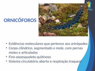 • Evidências moleculares que pertence aos artrópodes
• Corpo cilíndrico, segmentado e mole, com pernas
moles e articuladas
• Fino exoesqueleto quitinoso
• Sistema circulatório aberto e respiração traqueal
ORNICÓFOROS
 