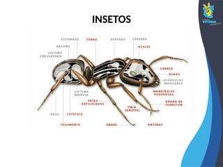 INSETOS
 