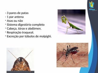 - 3 pares de patas
- 1 par antena
- Asas ou não
- Sistema digestório completo
- Cabeça, tórax e abdômen.
- Respiração traqueal.
- Excreção por túbulos de malpighi.
 