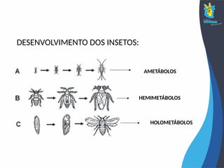 DESENVOLVIMENTO DOS INSETOS:
AMETÁBOLOS
HEMIMETÁBOLOS
HOLOMETÁBOLOS
 
