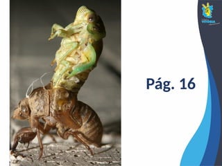 Pág. 16
 