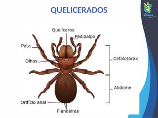 QUELICERADOS
 