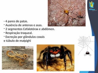 - 4 pares de patas.
- Ausência de antenas e asas.
- 2 segmentos Cefalotórax e abdômen.
- Respiração traqueal.
- Excreção por glândulas coxais
e túbulo de malpighi
 