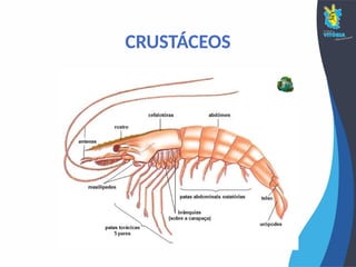 CRUSTÁCEOS
 