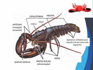 CEFALOTORAX ABDOME
TORAX
CABEÇA
ANTENAS
(recepção
sensorial)
QUELAS (defesa) PARTES BUCAIS
(alimentação)
PATAS
Apêndices utilizados para
natação (um par para cada
segmento
 