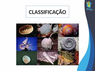CLASSIFICAÇÃO
 