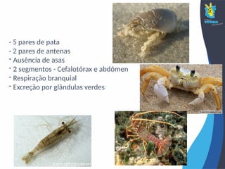 - 5 pares de pata
- 2 pares de antenas
- Ausência de asas
- 2 segmentos - Cefalotórax e abdômen
- Respiração branquial
- Excreção por glândulas verdes
 