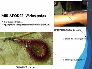 QUILÓPODE : Lacraia
MIRIÁPODES: Várias patas
 Respiração traqueal
 Quilopodes tem garras inoculadoras - forcípulas
DIPLÓPODE: Piolho de cobra
1 par de pata/segmento
2 pares de pata/segmento
 