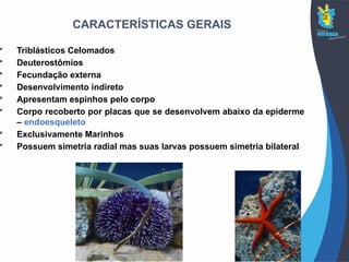 CARACTERÍSTICAS GERAIS
 Triblásticos Celomados
 Deuterostômios
 Fecundação externa
 Desenvolvimento indireto
 Apresentam espinhos pelo corpo
 Corpo recoberto por placas que se desenvolvem abaixo da epiderme
– endoesqueleto
 Exclusivamente Marinhos
 Possuem simetria radial mas suas larvas possuem simetria bilateral
 
