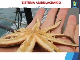 SISTEMA AMBULACRÁRIO
Seqüência das estruturas do
sistema ambulacrário
Placa madrepórica (madreporito)
Canal pétreo
Canal circular (anelar)
Canais radiais
Ampola
Pés ambulacrários
 