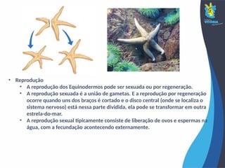 • Reprodução
• A reprodução dos Equinodermos pode ser sexuada ou por regeneração.
• A reprodução sexuada é a união de gametas. E a reprodução por regeneração
ocorre quando uns dos braços é cortado e o disco central (onde se localiza o
sistema nervoso) está nessa parte dividida, ela pode se transformar em outra
estrela-do-mar.
• A reprodução sexual tipicamente consiste de liberação de ovos e espermas na
água, com a fecundação acontecendo externamente.
 