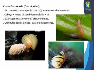 Classe Gastropoda (Gastrópodes):
. Ex.: caracóis, caramujos (1 concha); lesmas (concha ausente).
. Cabeça + massa visceral desenvolvida + pé.
. Estômago (massa visceral) próximo do pé.
. Glândulas pedais ( muco) para o deslizamento.
 