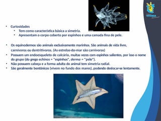 • Curiosidades
• Tem como característica básica a simetria.
• Apresentam o corpo coberto por espinhos e uma camada fina de pele.
• Os equinodermos são animais exclusivamente marinhos. São animais de vida livre,
carnívoros ou dentritívoros. (As estrelas-do-mar são carnívoras)
• Possuem um endoesqueleto de calcário, muitas vezes com espinhos salientes, por isso o nome
do grupo (do grego echinos = "espinhos", derma = "pele").
• Não possuem cabeça e a forma adulta do animal tem simetria radial.
• São geralmente bentônicos (vivem no fundo dos mares), podendo deslocar-se lentamente.
 