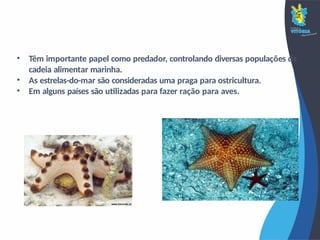 • Têm importante papel como predador, controlando diversas populações da
cadeia alimentar marinha.
• As estrelas-do-mar são consideradas uma praga para ostricultura.
• Em alguns países são utilizadas para fazer ração para aves.
 