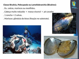 Classe Bivalvia, Pelecypoda ou Lameliobranchia (Bivalves):
. Ex.: ostras, mariscos ou mexilhões.
. Cabeça muito reduzida + massa visceral + pé cavador.
. 1 concha = 2 valvas.
. Mariscos: glândula do bisso (fixação no substrato).
 