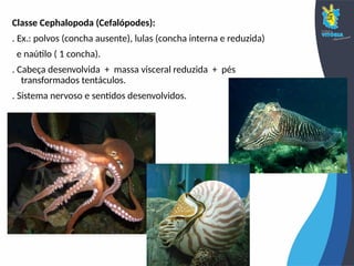 Classe Cephalopoda (Cefalópodes):
. Ex.: polvos (concha ausente), lulas (concha interna e reduzida)
e naútilo ( 1 concha).
. Cabeça desenvolvida + massa visceral reduzida + pés
transformados tentáculos.
. Sistema nervoso e sentidos desenvolvidos.
 