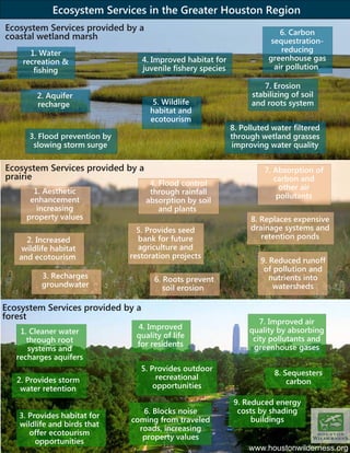 Ecosystem Services provided by a
coastal wetland marsh
Ecosystem Services provided by a
prairie
Ecosystem Services provided by a
forest
1. Water
recreation &
fishing
2. Aquifer
recharge
3. Flood prevention by
slowing storm surge
4. Improved habitat for
juvenile fishery species
5. Wildlife
habitat and
ecotourism
6. Carbon
sequestration-
reducing
greenhouse gas
air pollution
7. Erosion
stabilizing of soil
and roots system
8. Polluted water filtered
through wetland grasses
improving water quality
1. Aesthetic
enhancement
increasing
property values
2. Increased
wildlife habitat
and ecotourism
3. Recharges
groundwater
4. Flood control
through rainfall
absorption by soil
and plants
5. Provides seed
bank for future
agriculture and
restoration projects
6. Roots prevent
soil erosion
7. Absorption of
carbon and
other air
pollutants
8. Replaces expensive
drainage systems and
retention ponds
9. Reduced runoff
of pollution and
nutrients into
watersheds
1. Cleaner water
through root
systems and
recharges aquifers
2. Provides storm
water retention
3. Provides habitat for
wildlife and birds that
offer ecotourism
opportunities
4. Improved
quality of life
for residents
5. Provides outdoor
recreational
opportunities
6. Blocks noise
coming from traveled
roads, increasing
property values
7. Improved air
quality by absorbing
city pollutants and
greenhouse gases
8. Sequesters
carbon
9. Reduced energy
costs by shading
buildings
www.houstonwilderness.org
Ecosystem Services in the Greater Houston Region
 