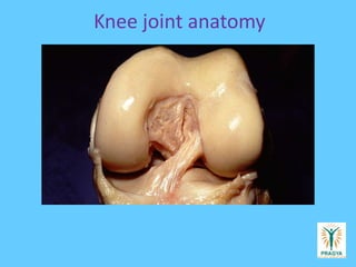 Knee joint anatomy
 