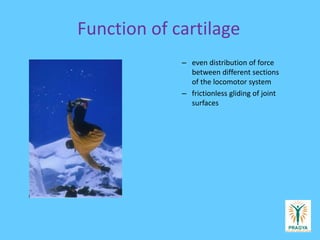 Function of cartilage
– even distribution of force
between different sections
of the locomotor system
– frictionless gliding of joint
surfaces
 