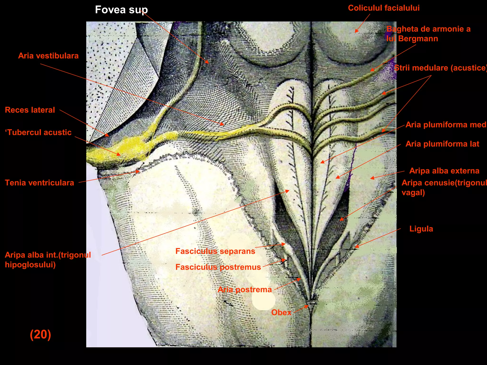 Trigonul Inghinal Atlas de neuroanatomie - trunchiul cerebral | PPT