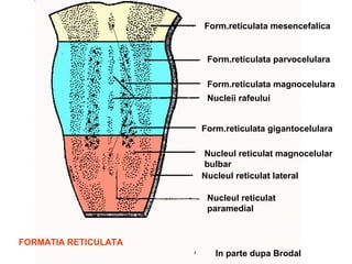 Structuri Reticulate Atlas de neuroanatomie - trunchiul cerebral | PPT