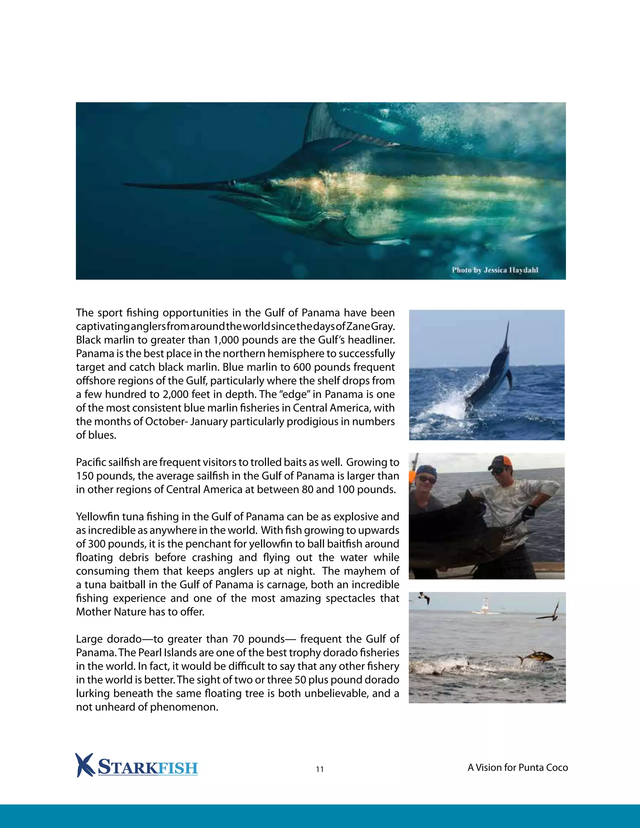 A Vision for Punta Coco11
The Fishing: Some of the Finest in the World
The sport fishing opportunities in the Gulf of Panama have been
captivatinganglersfromaroundtheworldsincethedaysofZaneGray.
Black marlin to greater than 1,000 pounds are the Gulf’s headliner.
Panama is the best place in the northern hemisphere to successfully
target and catch black marlin. Blue marlin to 600 pounds frequent
offshore regions of the Gulf, particularly where the shelf drops from
a few hundred to 2,000 feet in depth. The “edge” in Panama is one
of the most consistent blue marlin fisheries in Central America, with
the months of October- January particularly prodigious in numbers
of blues.
Pacific sailfish are frequent visitors to trolled baits as well. Growing to
150 pounds, the average sailfish in the Gulf of Panama is larger than
in other regions of Central America at between 80 and 100 pounds.
Yellowfin tuna fishing in the Gulf of Panama can be as explosive and
as incredible as anywhere in the world. With fish growing to upwards
of 300 pounds, it is the penchant for yellowfin to ball baitfish around
floating debris before crashing and flying out the water while
consuming them that keeps anglers up at night. The mayhem of
a tuna baitball in the Gulf of Panama is carnage, both an incredible
fishing experience and one of the most amazing spectacles that
Mother Nature has to offer.
Large dorado—to greater than 70 pounds— frequent the Gulf of
Panama.The Pearl Islands are one of the best trophy dorado fisheries
in the world. In fact, it would be difficult to say that any other fishery
in the world is better.The sight of two or three 50 plus pound dorado
lurking beneath the same floating tree is both unbelievable, and a
not unheard of phenomenon.
 