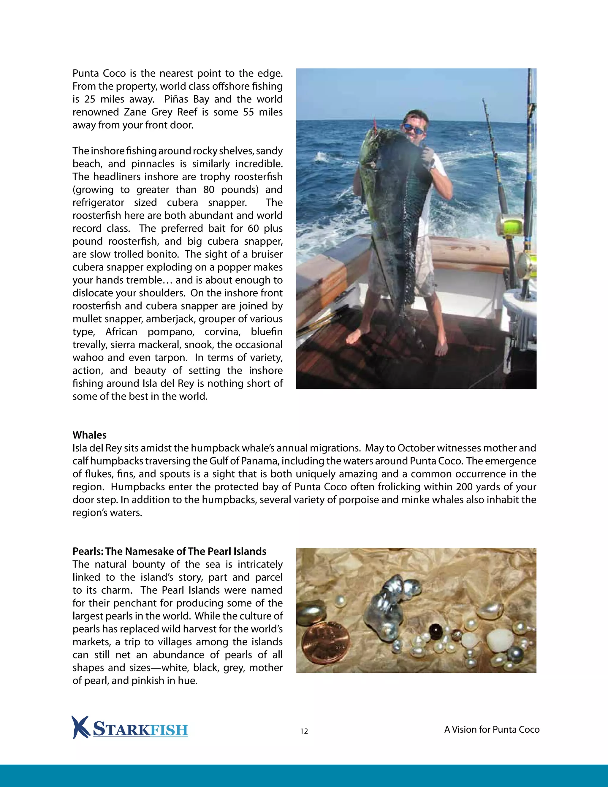A Vision for Punta Coco12
Punta Coco is the nearest point to the edge.
From the property, world class offshore fishing
is 25 miles away. Piñas Bay and the world
renowned Zane Grey Reef is some 55 miles
away from your front door.
Theinshorefishingaroundrockyshelves,sandy
beach, and pinnacles is similarly incredible.
The headliners inshore are trophy roosterfish
(growing to greater than 80 pounds) and
refrigerator sized cubera snapper. The
roosterfish here are both abundant and world
record class. The preferred bait for 60 plus
pound roosterfish, and big cubera snapper,
are slow trolled bonito. The sight of a bruiser
cubera snapper exploding on a popper makes
your hands tremble… and is about enough to
dislocate your shoulders. On the inshore front
roosterfish and cubera snapper are joined by
mullet snapper, amberjack, grouper of various
type, African pompano, corvina, bluefin
trevally, sierra mackeral, snook, the occasional
wahoo and even tarpon. In terms of variety,
action, and beauty of setting the inshore
fishing around Isla del Rey is nothing short of
some of the best in the world.
Whales
Isla del Rey sits amidst the humpback whale’s annual migrations. May to October witnesses mother and
calf humpbacks traversing the Gulf of Panama, including the waters around Punta Coco. The emergence
of flukes, fins, and spouts is a sight that is both uniquely amazing and a common occurrence in the
region. Humpbacks enter the protected bay of Punta Coco often frolicking within 200 yards of your
door step. In addition to the humpbacks, several variety of porpoise and minke whales also inhabit the
region’s waters.
Pearls: The Namesake of The Pearl Islands
The natural bounty of the sea is intricately
linked to the island’s story, part and parcel
to its charm. The Pearl Islands were named
for their penchant for producing some of the
largest pearls in the world. While the culture of
pearls has replaced wild harvest for the world’s
markets, a trip to villages among the islands
can still net an abundance of pearls of all
shapes and sizes—white, black, grey, mother
of pearl, and pinkish in hue.
 