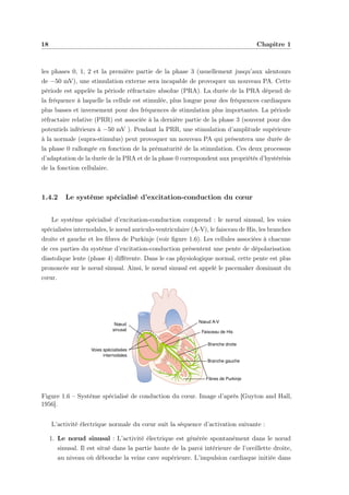 18 Chapitre 1
les phases 0, 1, 2 et la première partie de la phase 3 (usuellement jusqu’aux alentours
de −50 mV), une stimulation externe sera incapable de provoquer un nouveau PA. Cette
période est appelée la période réfractaire absolue (PRA). La durée de la PRA dépend de
la fréquence à laquelle la cellule est stimulée, plus longue pour des fréquences cardiaques
plus basses et inversement pour des fréquences de stimulation plus importantes. La période
réfractaire relative (PRR) est associée à la dernière partie de la phase 3 (souvent pour des
potentiels inférieurs à −50 mV ). Pendant la PRR, une stimulation d’amplitude supérieure
à la normale (supra-stimulus) peut provoquer un nouveau PA qui présentera une durée de
la phase 0 rallongée en fonction de la prématurité de la stimulation. Ces deux processus
d’adaptation de la durée de la PRA et de la phase 0 correspondent aux propriétés d’hystérésis
de la fonction cellulaire.
1.4.2 Le système spécialisé d’excitation-conduction du cœur
Le système spécialisé d’excitation-conduction comprend : le nœud sinusal, les voies
spécialisées internodales, le nœud auriculo-ventriculaire (A-V), le faisceau de His, les branches
droite et gauche et les ﬁbres de Purkinje (voir ﬁgure 1.6). Les cellules associées à chacune
de ces parties du système d’excitation-conduction présentent une pente de dépolarisation
diastolique lente (phase 4) diﬀérente. Dans le cas physiologique normal, cette pente est plus
prononcée sur le nœud sinusal. Ainsi, le nœud sinusal est appelé le pacemaker dominant du
cœur.
Nœud
sinusal
Voies spécialisées
internodales
Nœud A-V
Branche droite
Faisceau de His
Branche gauche
Fibres de Purkinje
Figure 1.6 – Système spécialisé de conduction du cœur. Image d’après [Guyton and Hall,
1956].
L’activité électrique normale du cœur suit la séquence d’activation suivante :
1. Le nœud sinusal : L’activité électrique est générée spontanément dans le nœud
sinusal. Il est situé dans la partie haute de la paroi intérieure de l’oreillette droite,
au niveau où débouche la veine cave supérieure. L’impulsion cardiaque initiée dans
 