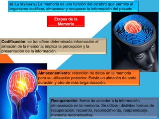 e) La Memoria: La memoria es una función del cerebro que permite al
organismo codificar, almacenar y recuperar la información del pasado
Etapas de la
Memoria
Codificación: se transfiere determinada información al
almacén de la memoria; implica la percepción y la
presentación de la información.
Almacenamiento: retención de datos en la memoria
para su utilización posterior. Existe un almacén de corta
duración y otro de más larga duración.
Recuperación: forma de acceder a la información
almacenada en la memoria. Se utilizan distintas formas de
recuperación: recuerdo, reconocimiento, reaprendizaje,
memoria reconstructiva.
 