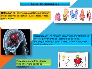 Detección : El estímulo es captado por alguno
de los órganos sensoriales (vista, tacto, olfato,
gusto, oído).
Transmisión: Los órganos sensoriales transforman la
energía proveniente del estímulo en señales
electroquímicas que son transmitidas como impulso
nervioso al cerebro.
Procesamiento: El estímulo
llega al cerebro donde es
interpretado.
Fases de la Sensopercepción
 