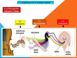 La
discriminación
La
recepción
La
unificación
2-La Percepción:
presenta 3 fases
Componentes de la Sensopercepción
 
