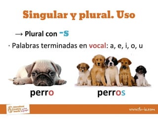 Cual Es El Plural De Cachorro