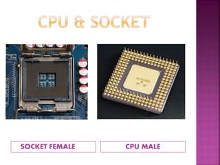 SOCKET FEMALE CPU MALE 
 