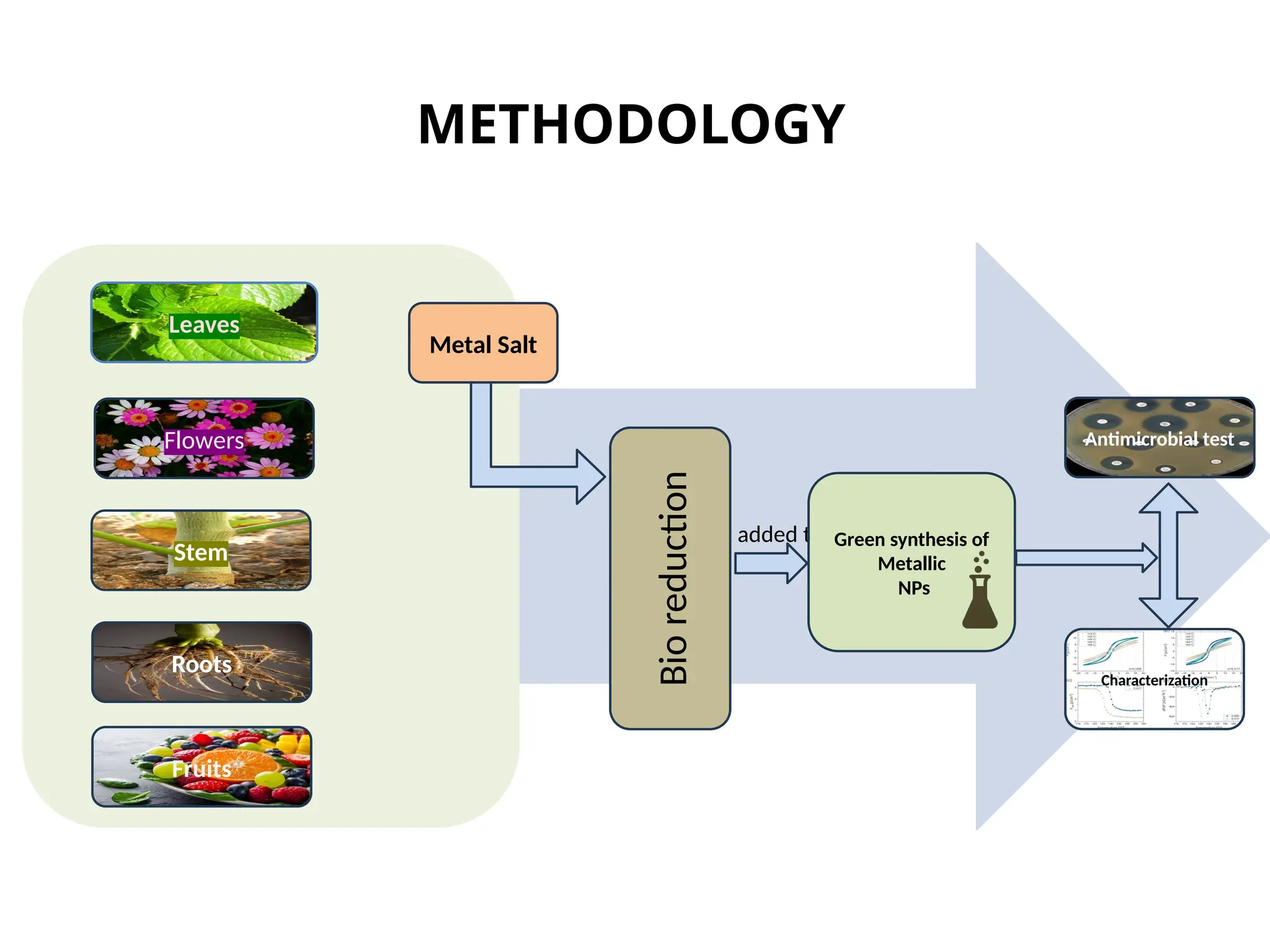 Green synthesis of nanoparticles is a method for producing ...