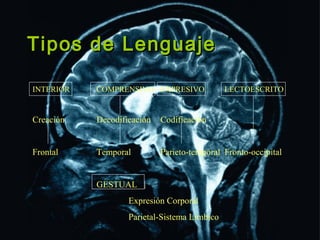 Tipos de LenguajeTipos de Lenguaje
INTERIOR COMPRENSIVO EXPRESIVO LECTOESCRITO
Creación Decodificación Codificación
Frontal Temporal Parieto-temporal Fronto-occipital
GESTUAL
Expresión Corporal
Parietal-Sistema Límbico
 