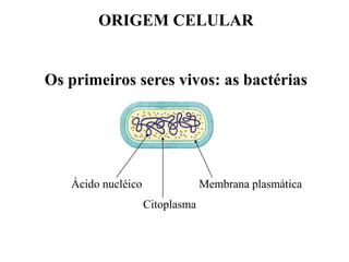 ORIGEM CELULAR

Os primeiros seres vivos: as bactérias

Ácido nucléico

Membrana plasmática

Citoplasma

 