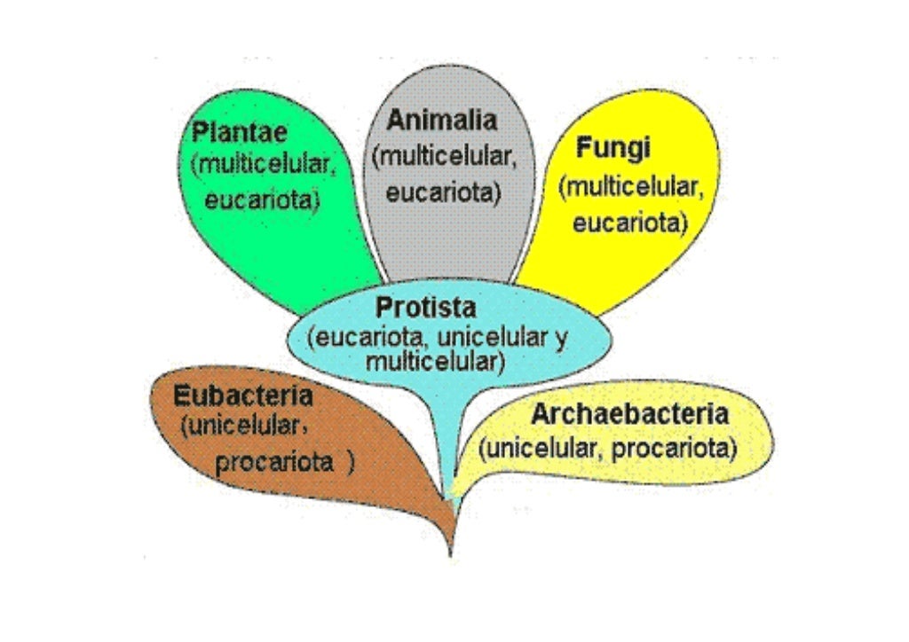 Ufrgs Rs Os Cinco Cladogramas Das Alternativas