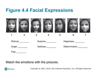 Copyright © 2024, 2018, 2014 Pearson Education, Inc. All Rights Reserved
Figure 4.4 Facial Expressions
Match the emotions with the pictures.
 