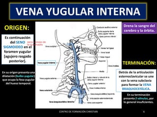 Formane Rasgado A106 - CFC 2017 - VENAS DE CABEZA Y CUELLO (1).pdf